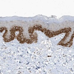 PARD3B Antibody, Novus Biologicals 25 &mu;L; Unlabeled:Antibodies, Polyclonal